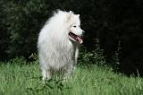 SAMOYEDE 057